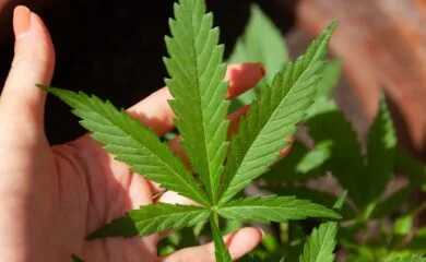 cbd