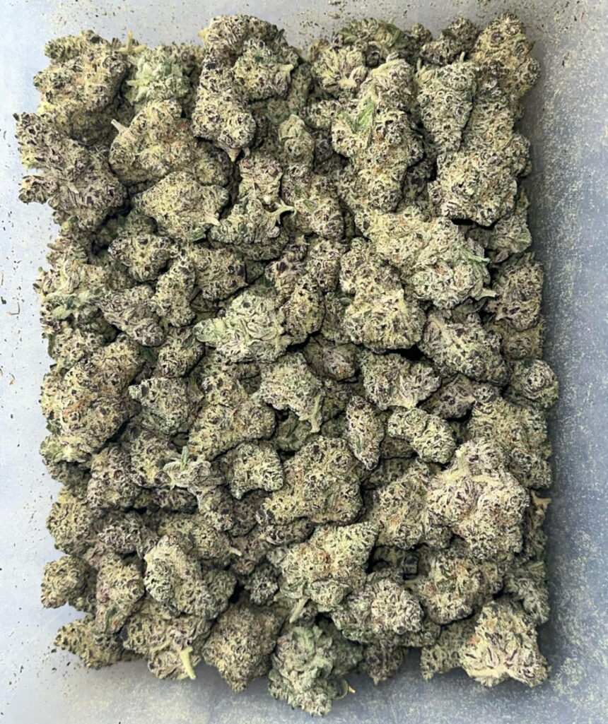 Ice Cream Paint Job THCA Flower Indoor Hydro AAA Dorrough's NEWEST